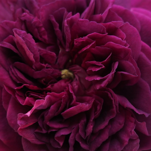 Szkółka róż - stare róże ogrodowe - fioletowy  - Rosa  Erinnerung an Brod - róża z dyskretnym zapachem - Rudolf Geschwind - Róża koloru malwy z dyskretnym aromatem.